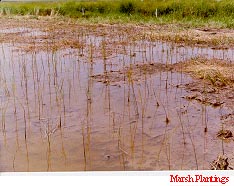 Marsh Plantings